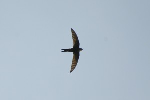 0221 Fork tailed swift