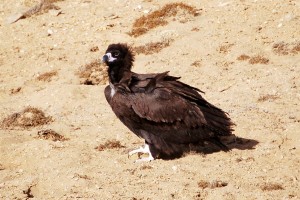 0472 Cinereous vulture