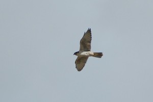 0516 Peregrine falcon