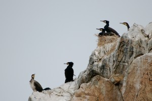 0531 Great cormorant