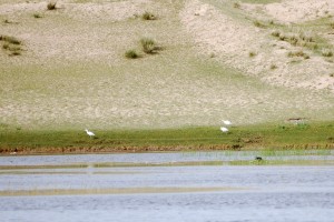 0544 Cattle egret